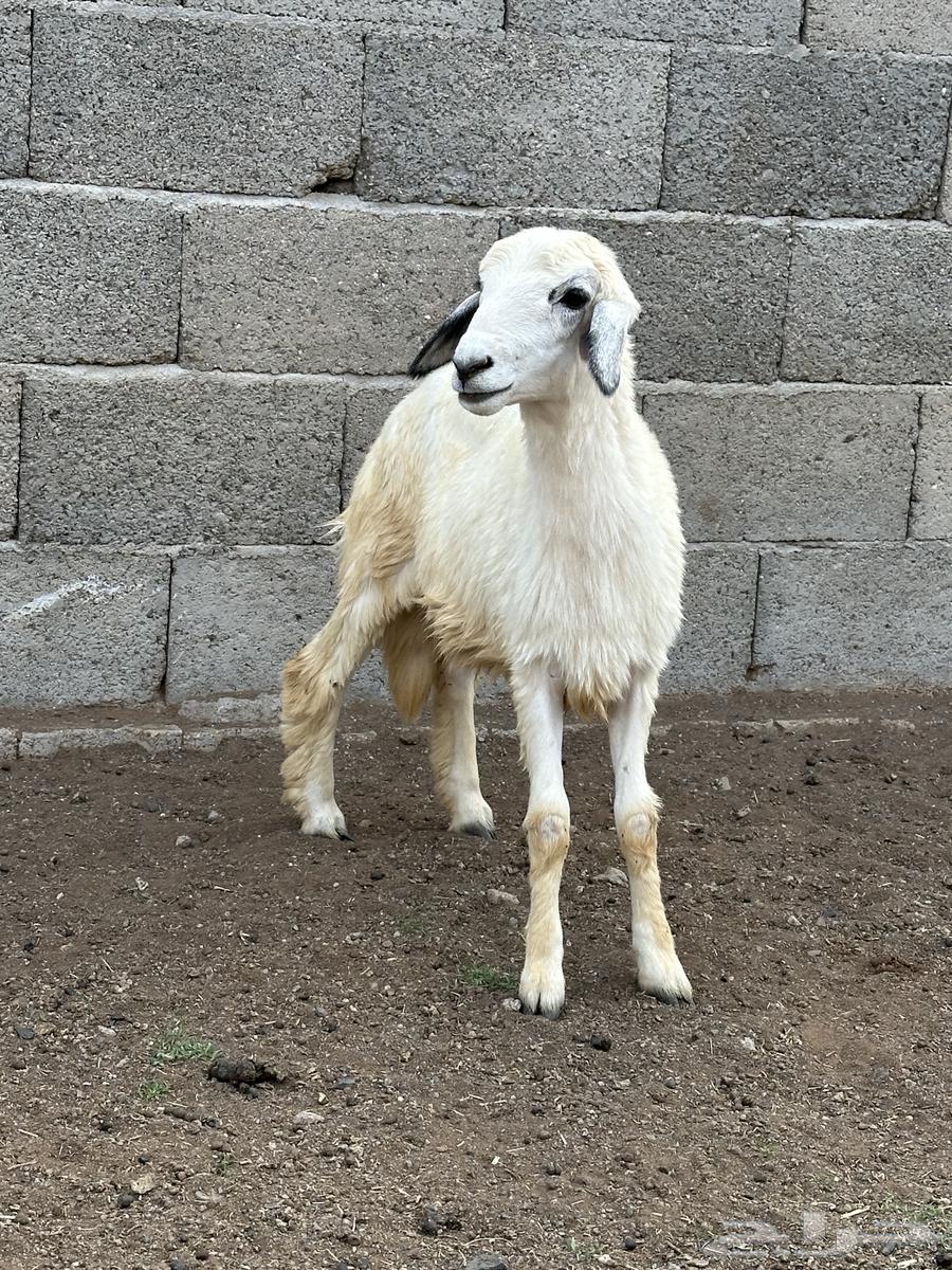 Rakhl64469071329411112