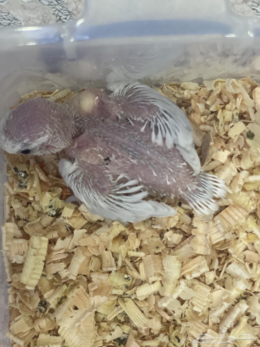 فرخ روز باليد اوبلاين ( تم البيع )64465099930627111