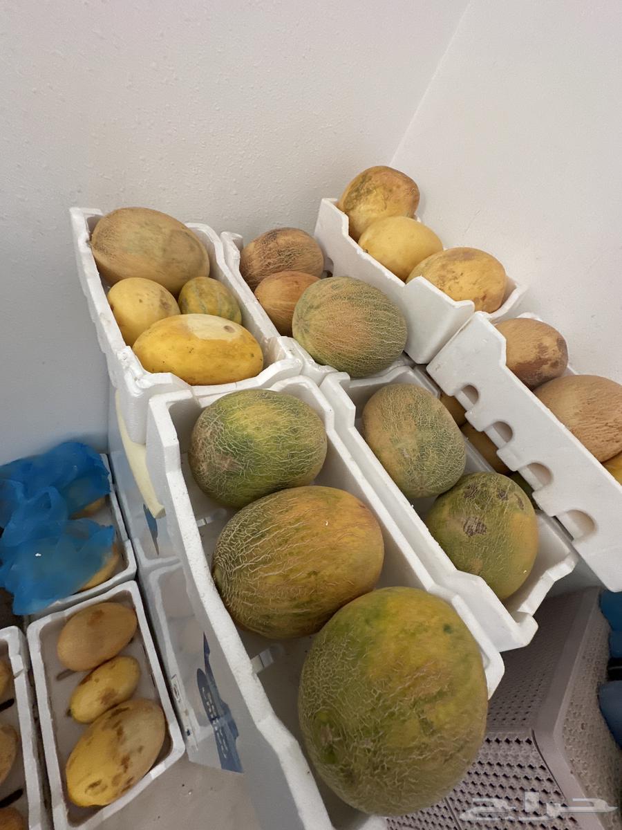 Red honeydew melon sugar for sale64468846113665111