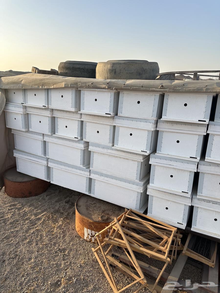 خلايا نحل افرنجي64466207428611110