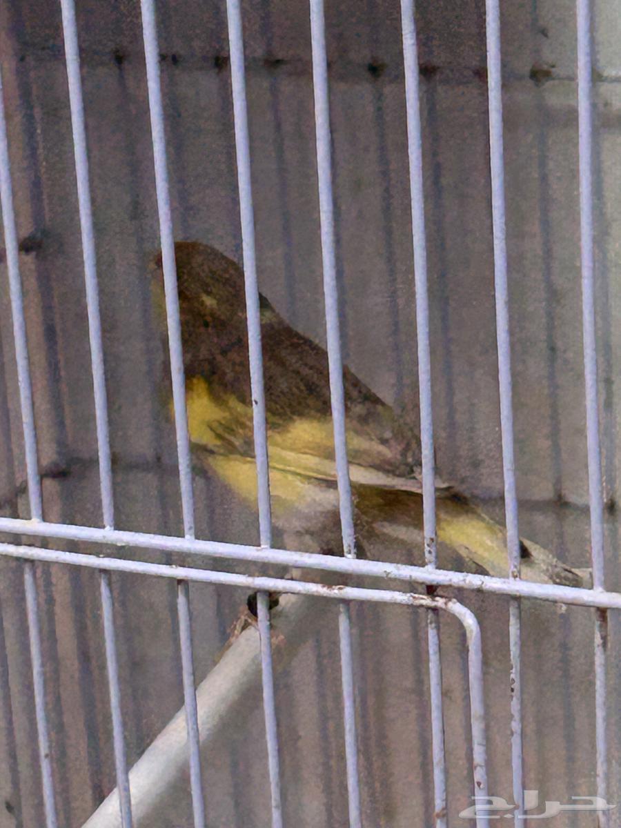 Singing Canary64470168722433112