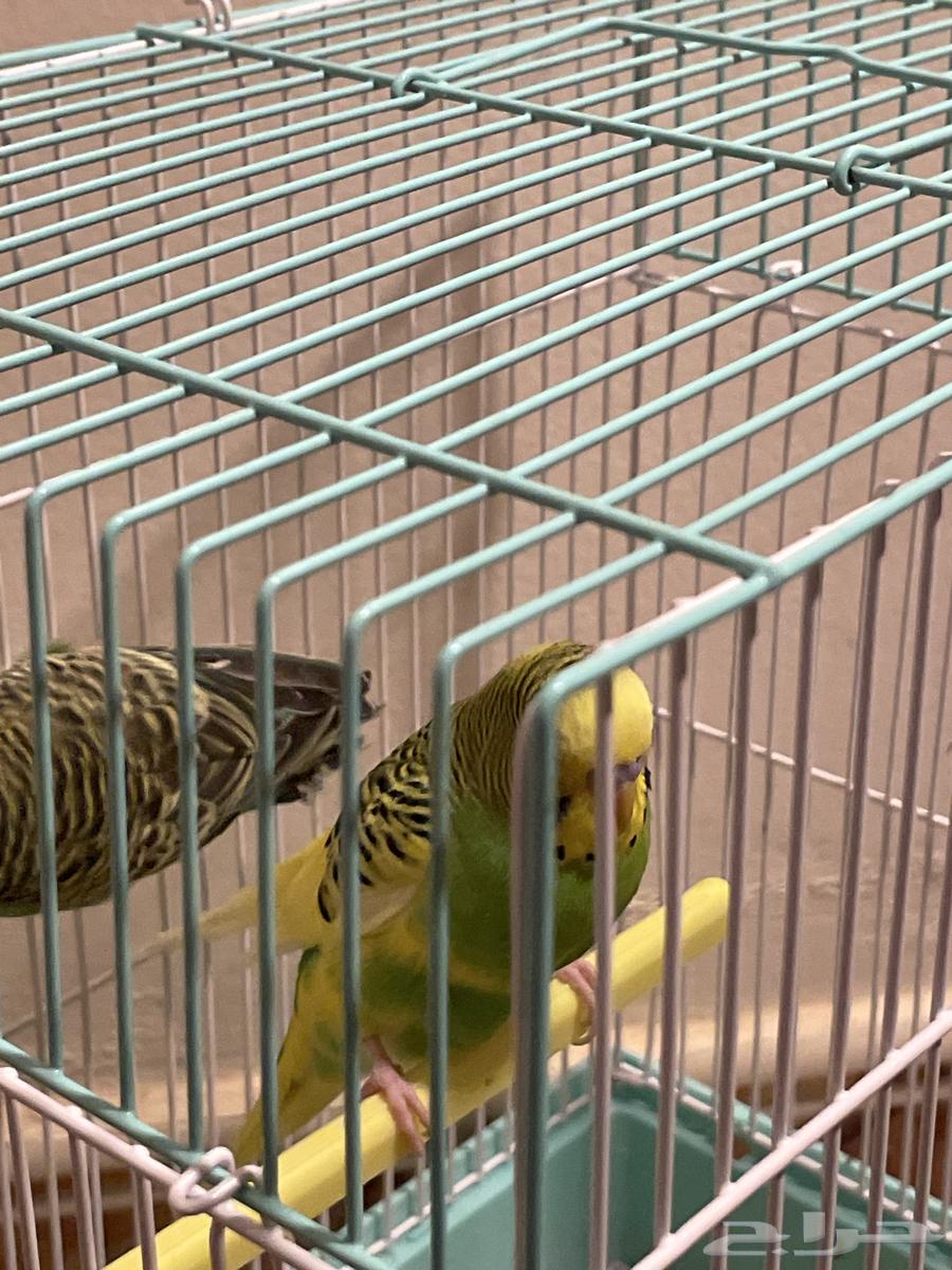 طيرين بادجي للبيع64470195891842111