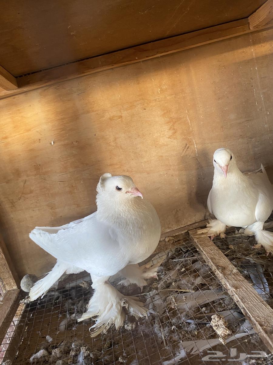 Luxurious Turkish bath, excellent health, and the husband is productive64470539159425111