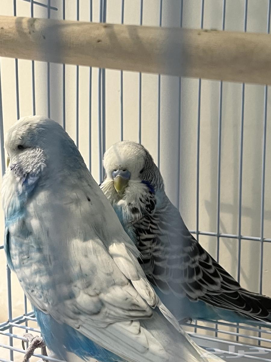 جوز بادجي انقليزي تم البيع64470525541506112