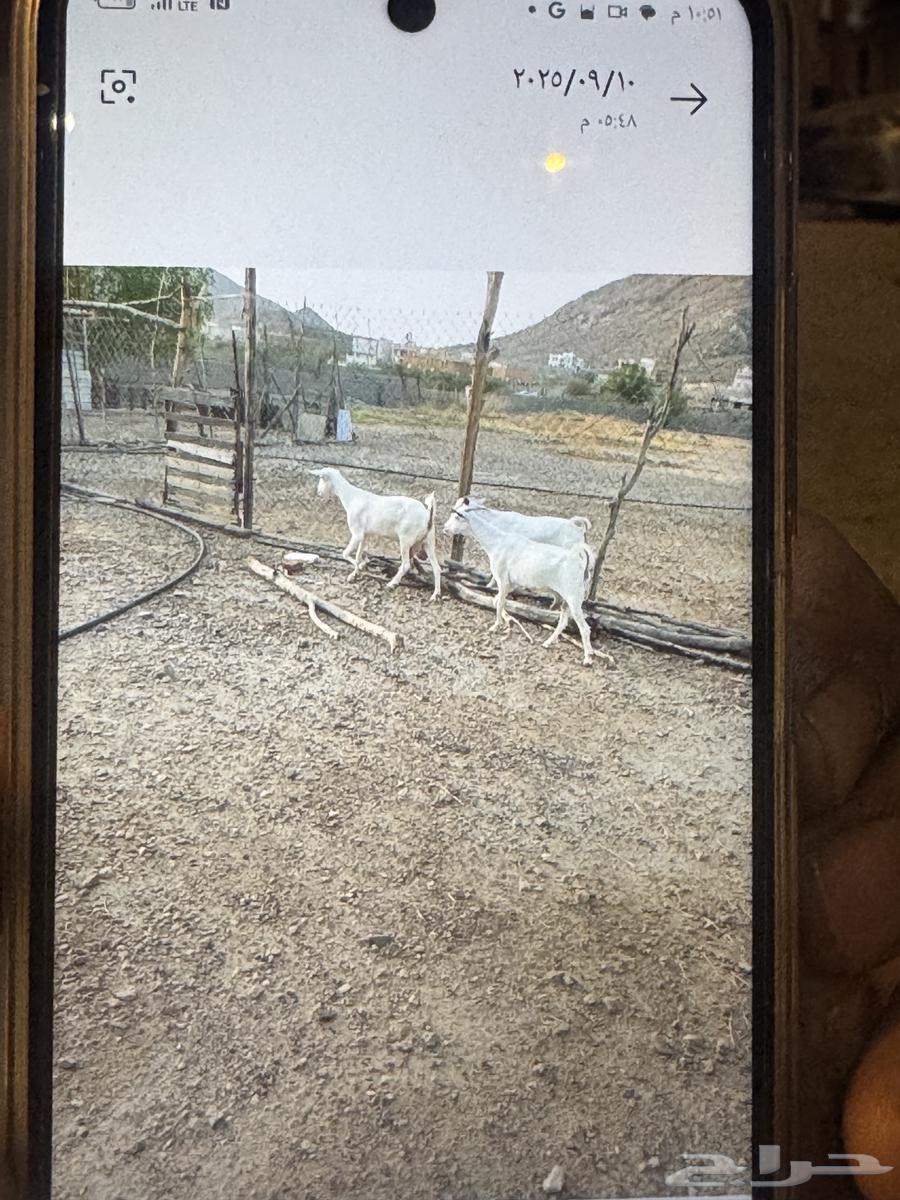 معزا بيشيات للبيع64471471382275112