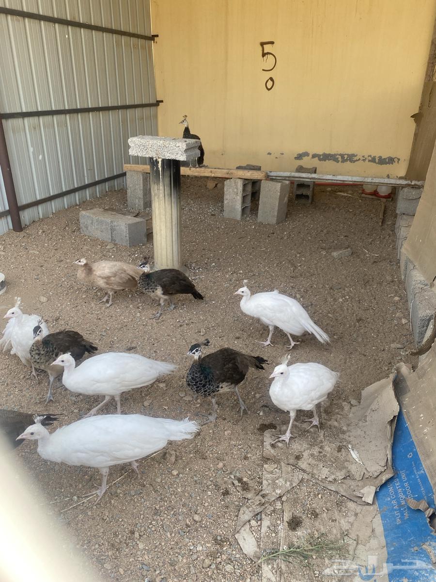 طاووس طاؤوس للبيع64466053176194113