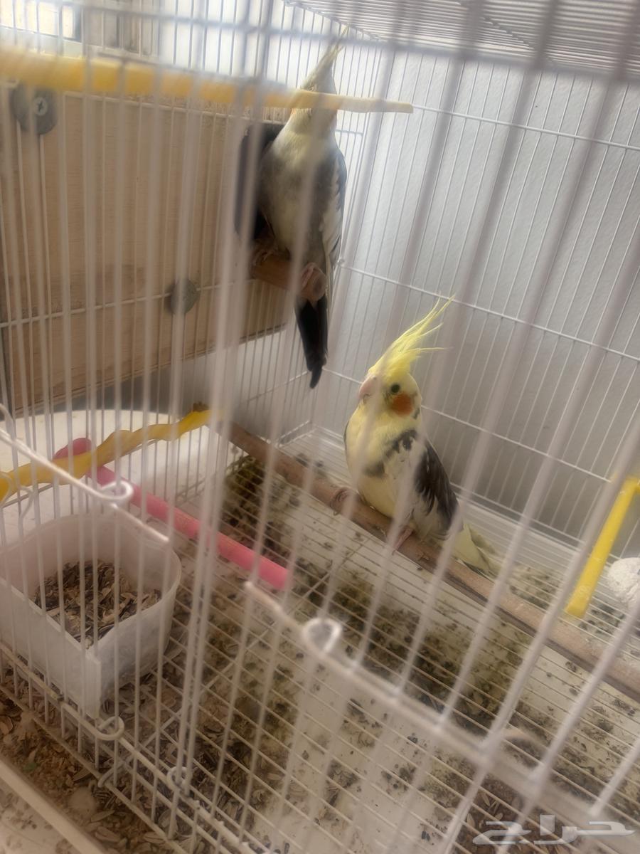 للبيع طيور كروان جوز64465968682113110