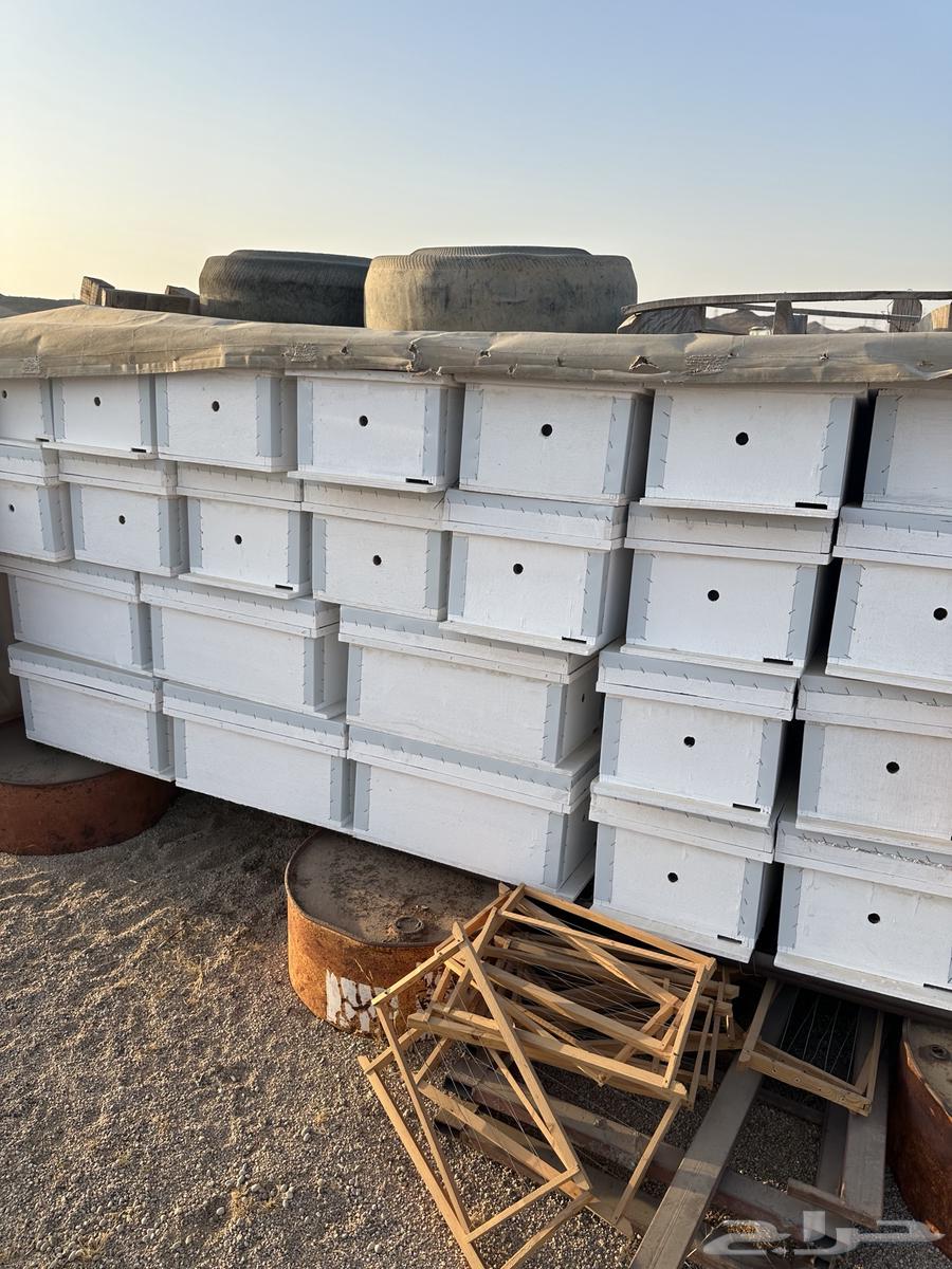 خلايا نحل افرنجي64466207428611111