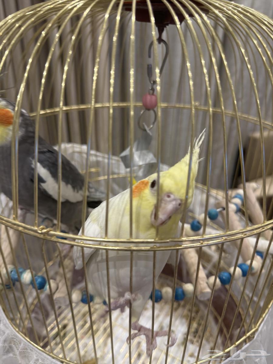 طيور كروان عدد 264466067193857112