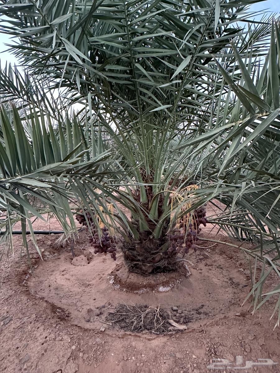 نخل نوايع للبيع64469236786945111