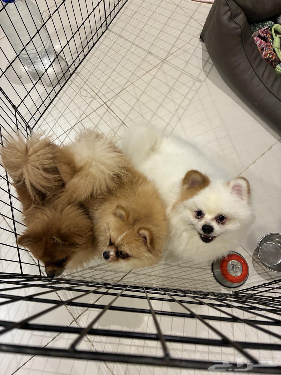 كلاب بومرينيان للبيع64468287801474113