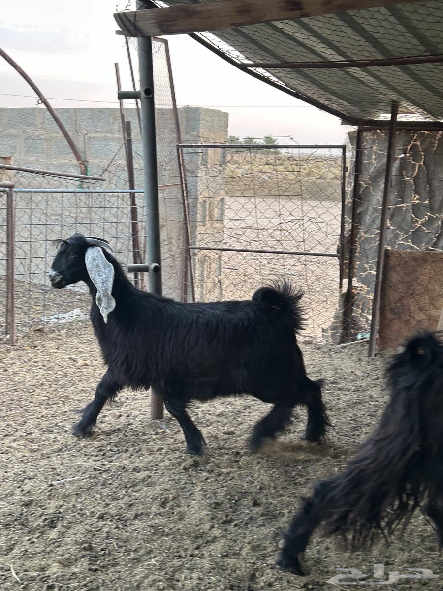 للبيع جفرات طيبه64469515932291110