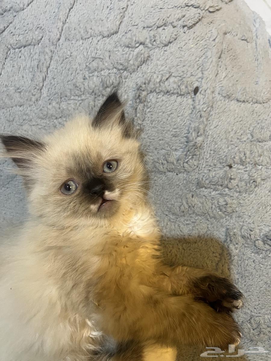 Cats64468815580033110