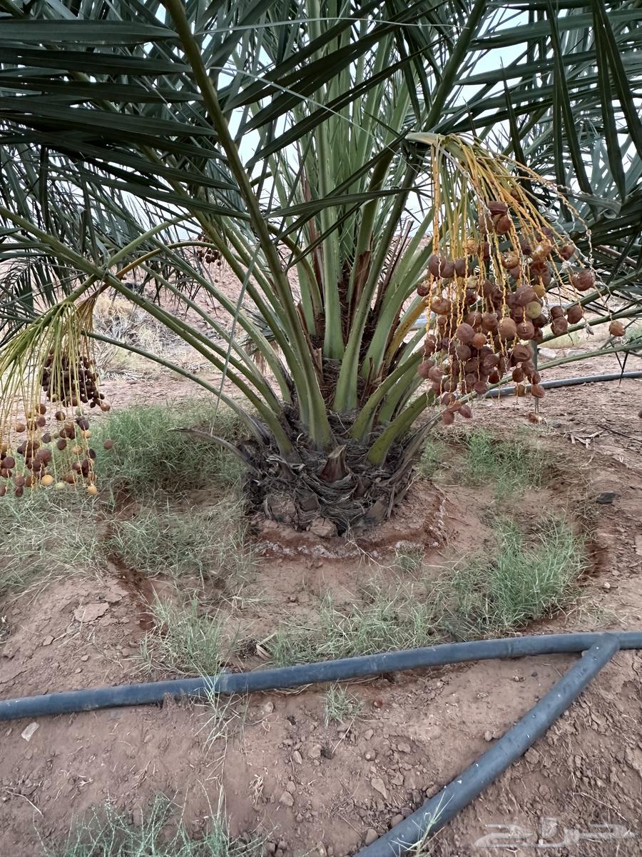 نخل نوايع للبيع64469236786945112