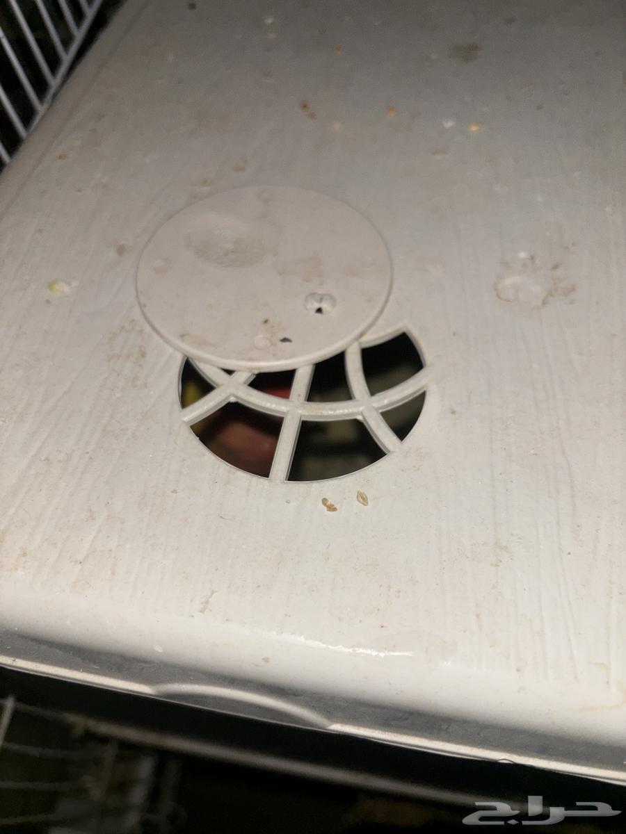 طيور روز رد اوبلاين64467494458881112