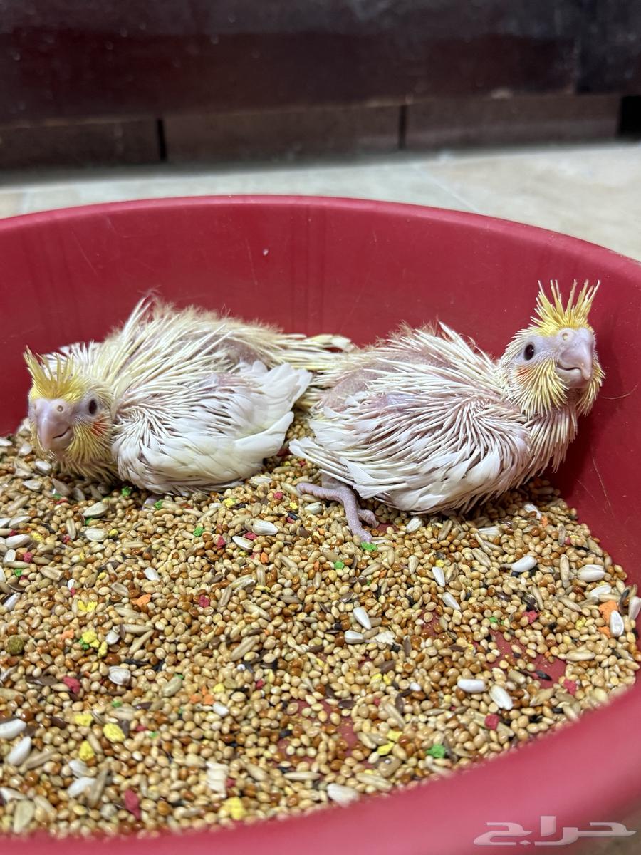 فروخ كوكتيل لاتينو غر ( تم البيع )64465758962817110