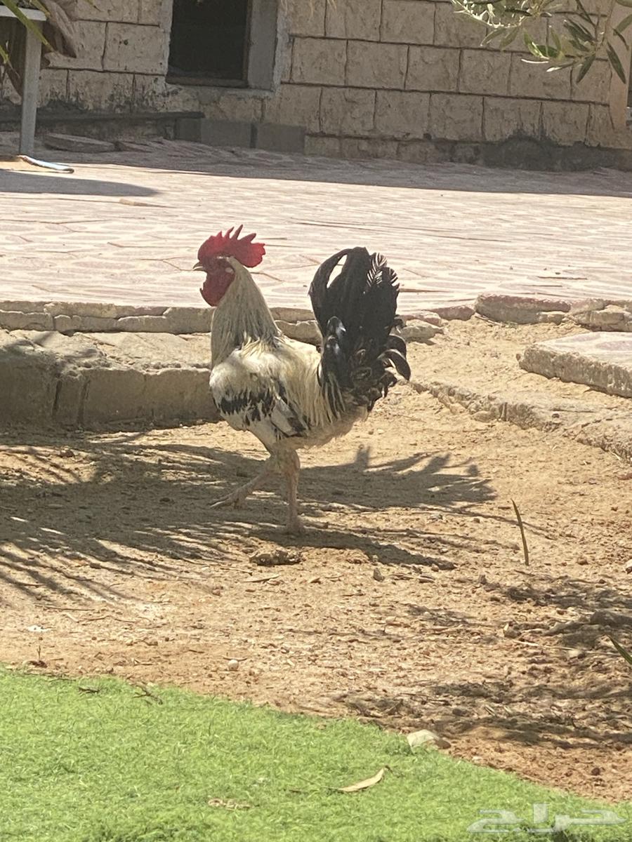 ديكين للبيع اثنين 6064468189943171110