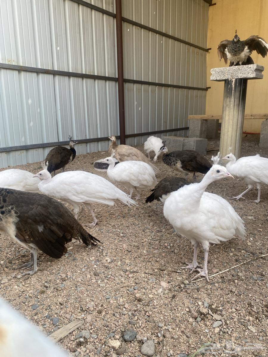 طاووس طاؤوس للبيع64466053176194111