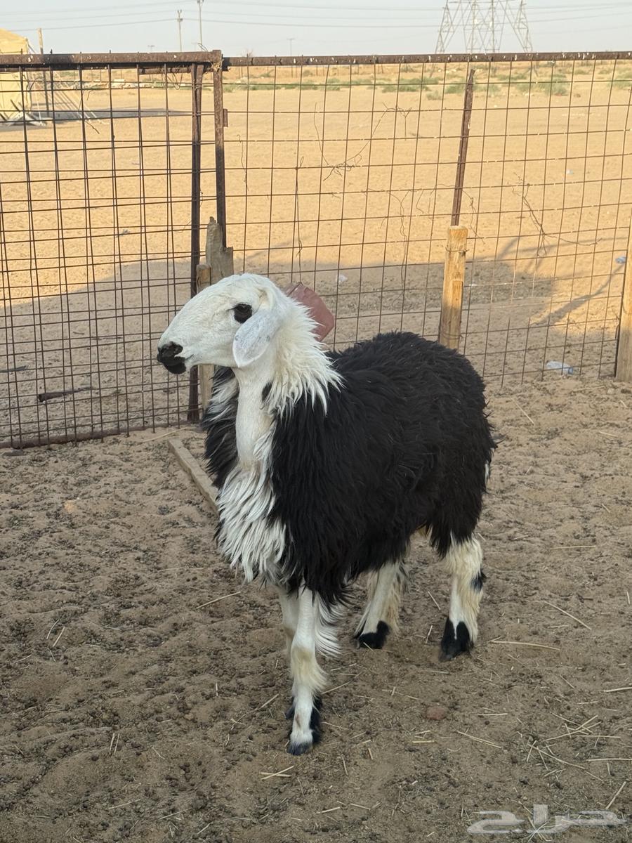 A heifer with a back full of fat64468862064769114