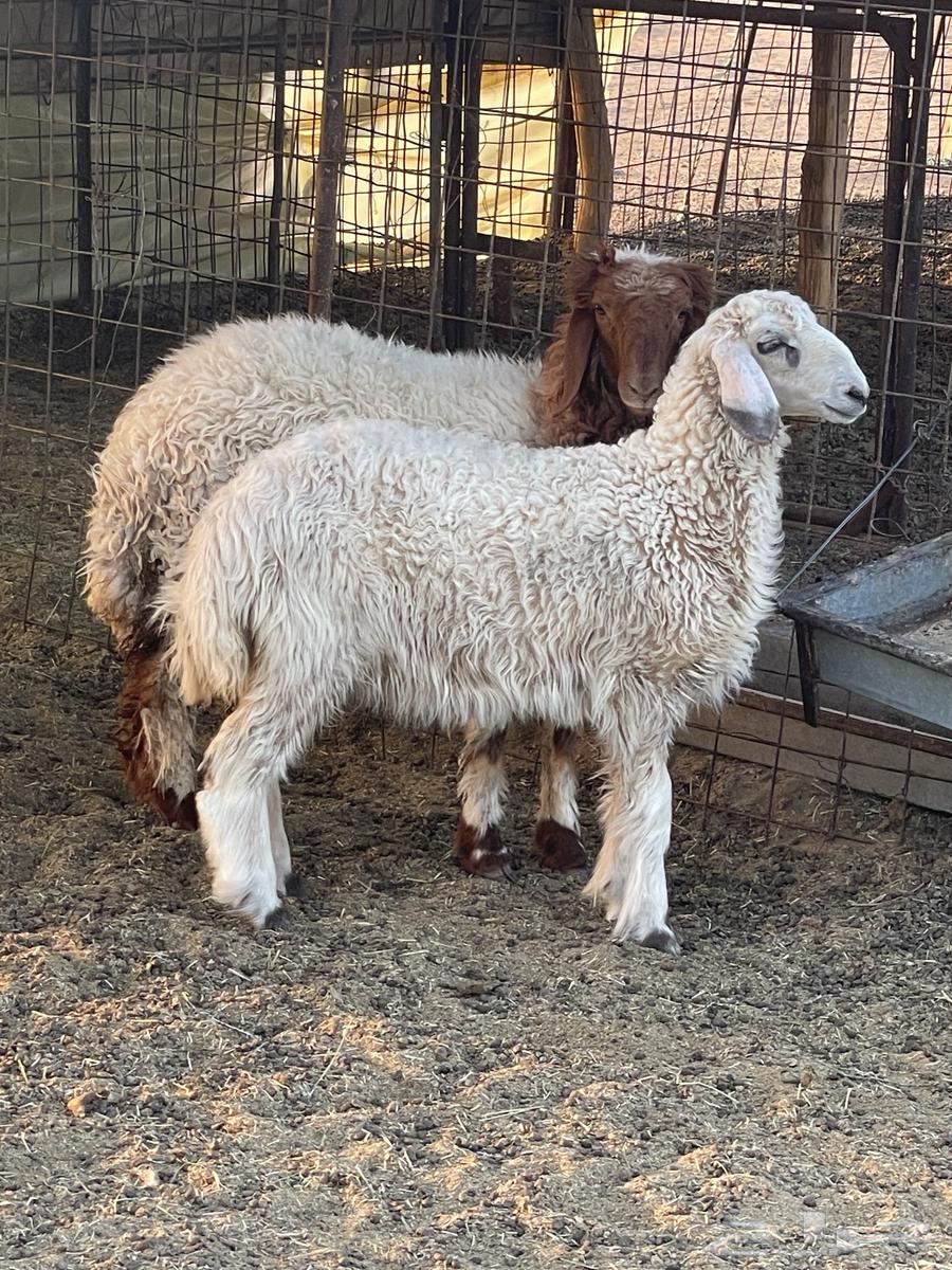 رخال نعيميه وحريه64469501693827110