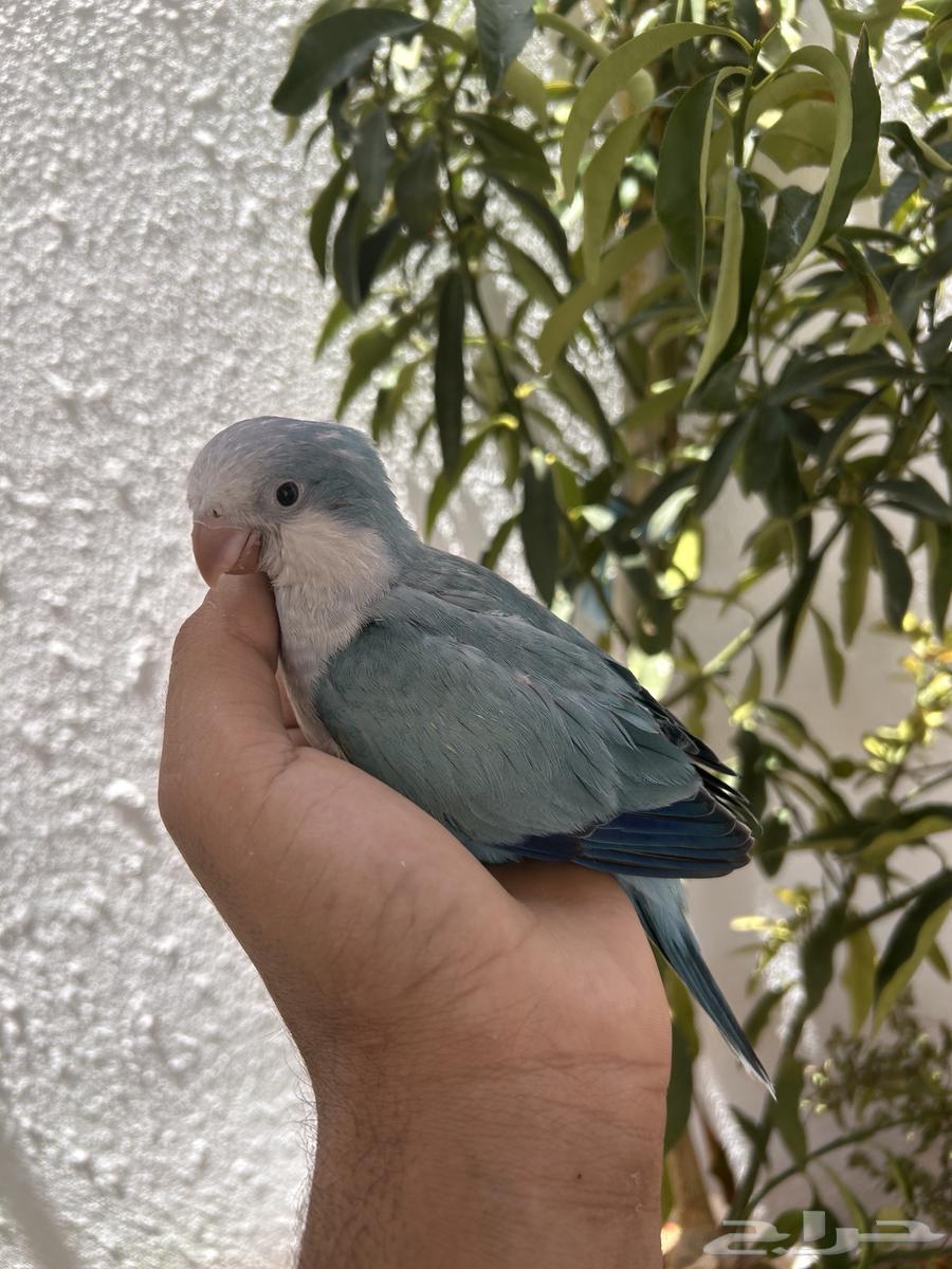 للبيع فرخ كويكير رهاب غر و بدايه هدد64468691719811110