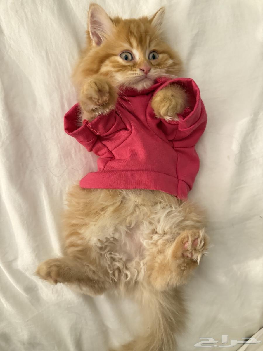 كيتنز للبيع64468245841026111