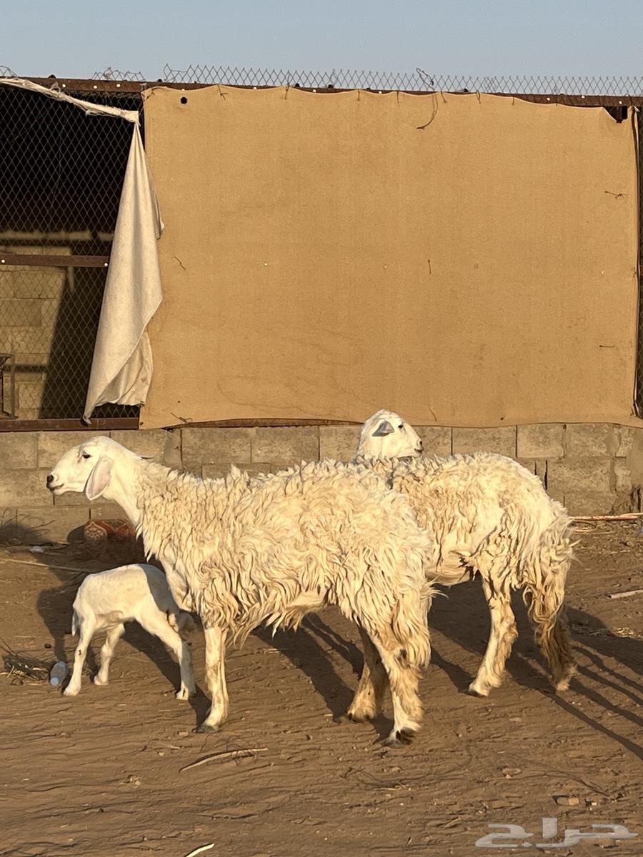 للبيع حريات ثنوات والد64465968690818110