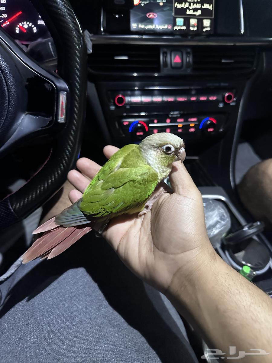 فرخ كنيوور64471293610754114