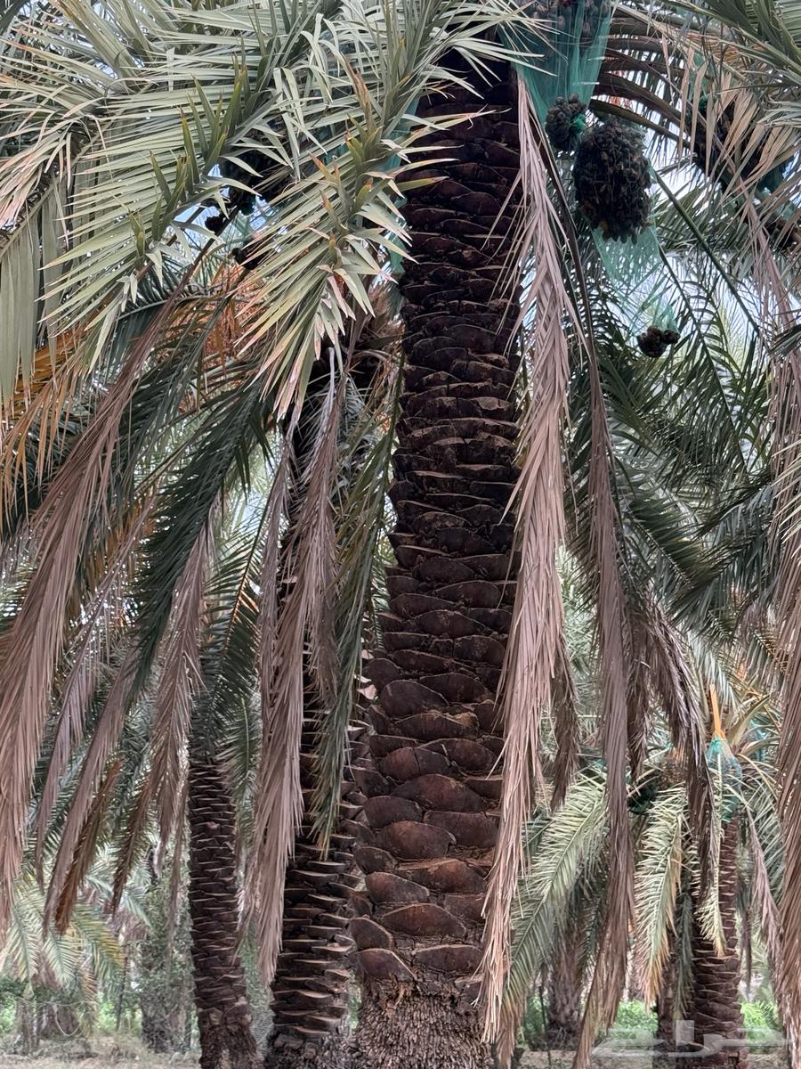 نخل للبيع64468691771650111