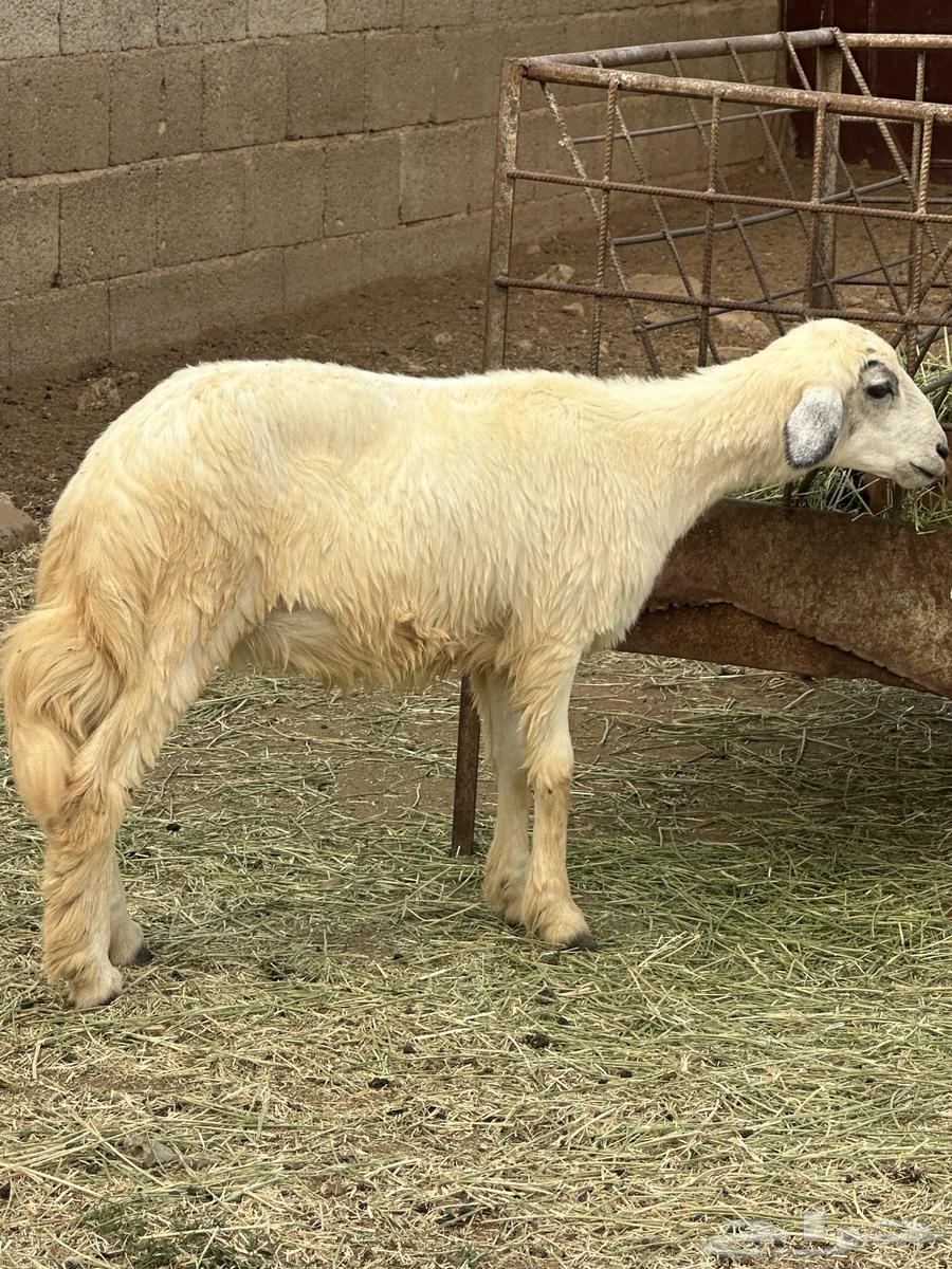 Rakhl64469071329411113