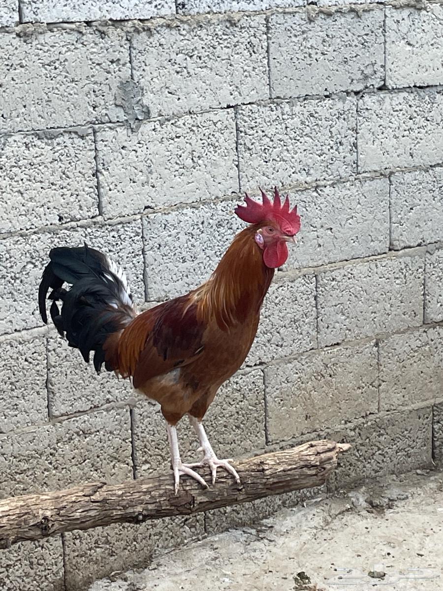 السلام عليكم.. ديوك بلدي 25 ديك64469362563842110