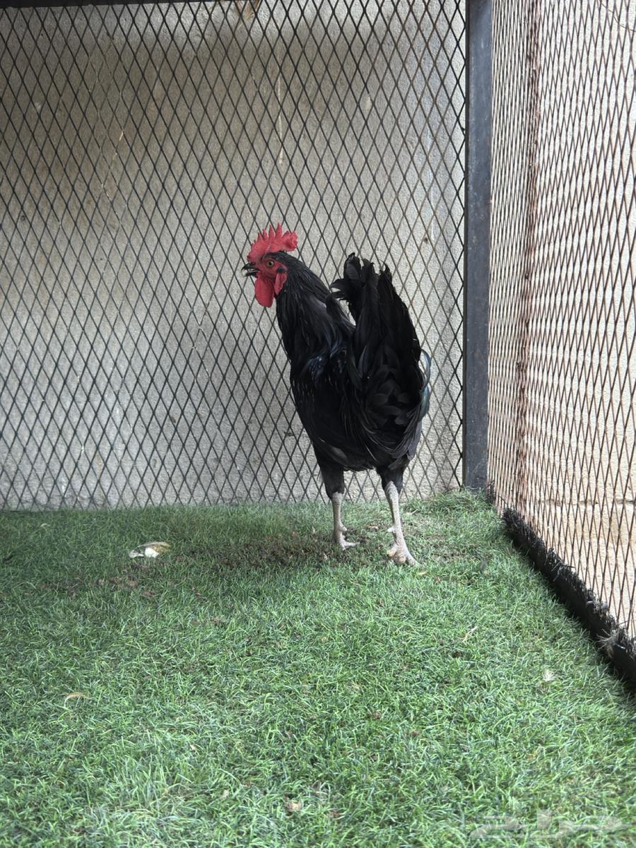 ديك تركي ( أسود ) صك64468482303745112