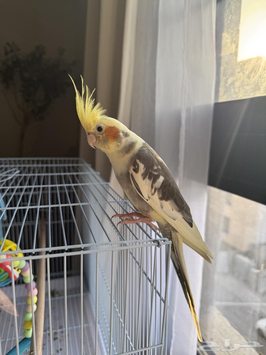 طير للبيع64468877092482110