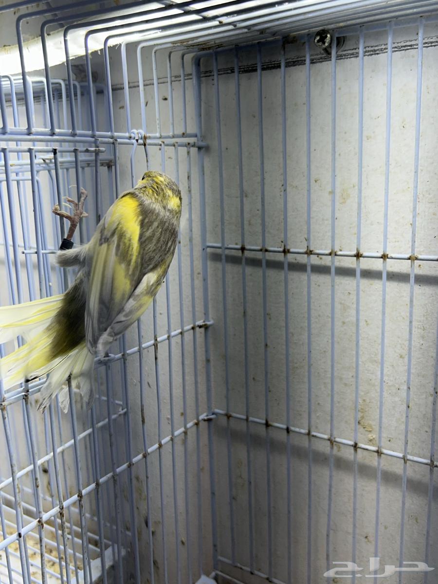 Singing Canary64470168722433114