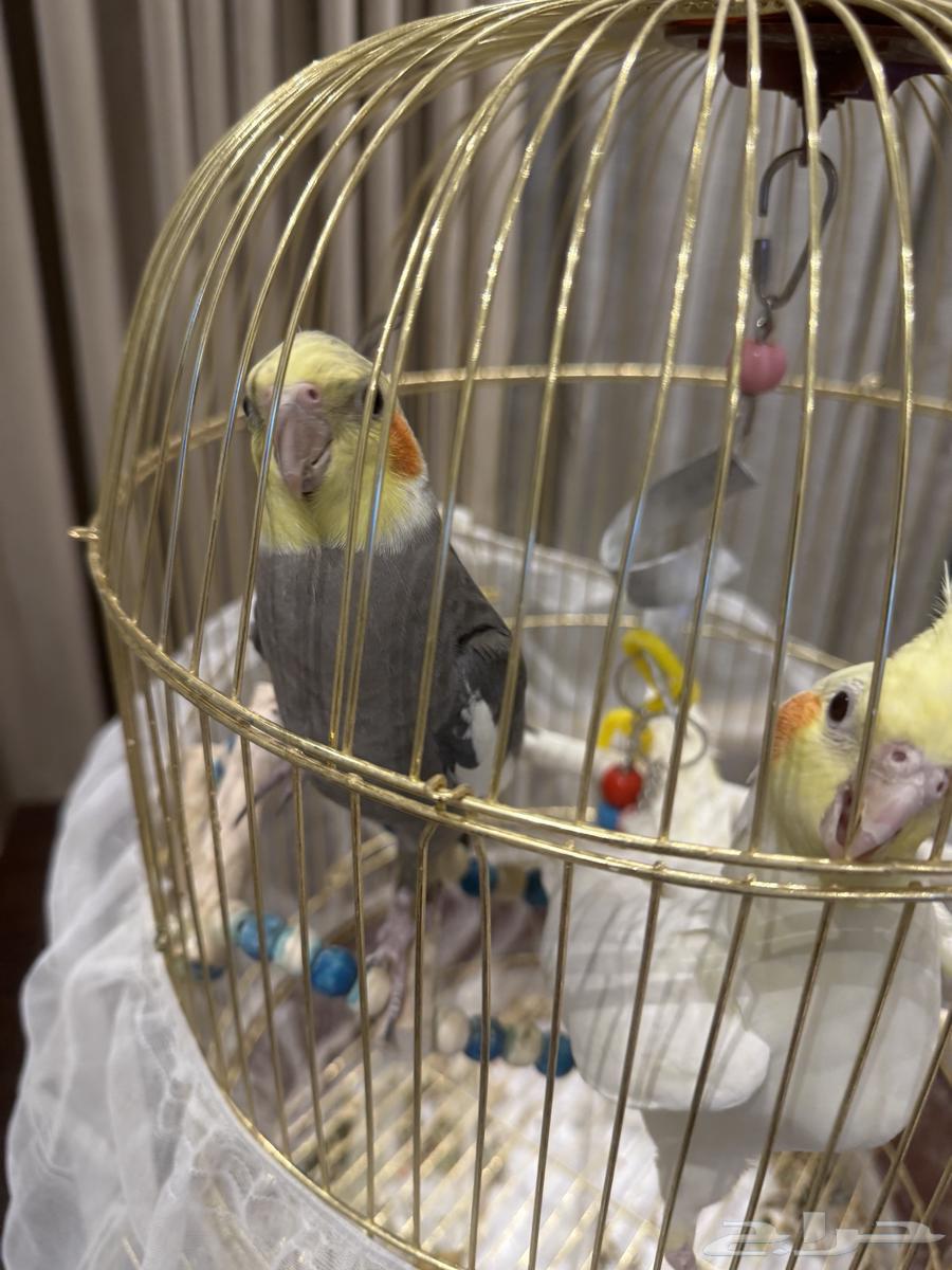 طيور كروان عدد 264466067193857111