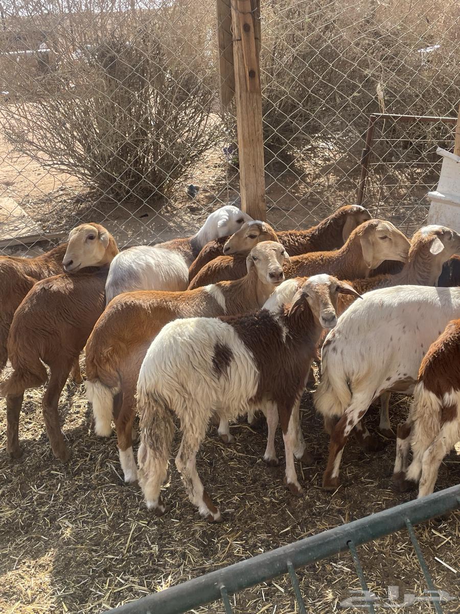 Sudanese Rakhals, Local Production64467299059330112