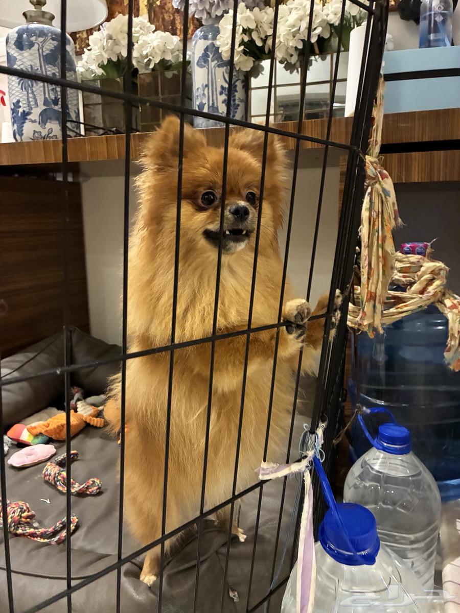 كلاب بومرينيان للبيع64468287801474112