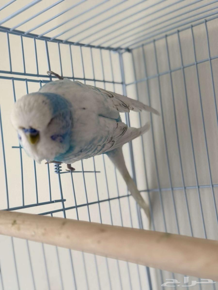 جوز بادجي انقليزي تم البيع64470525541506110