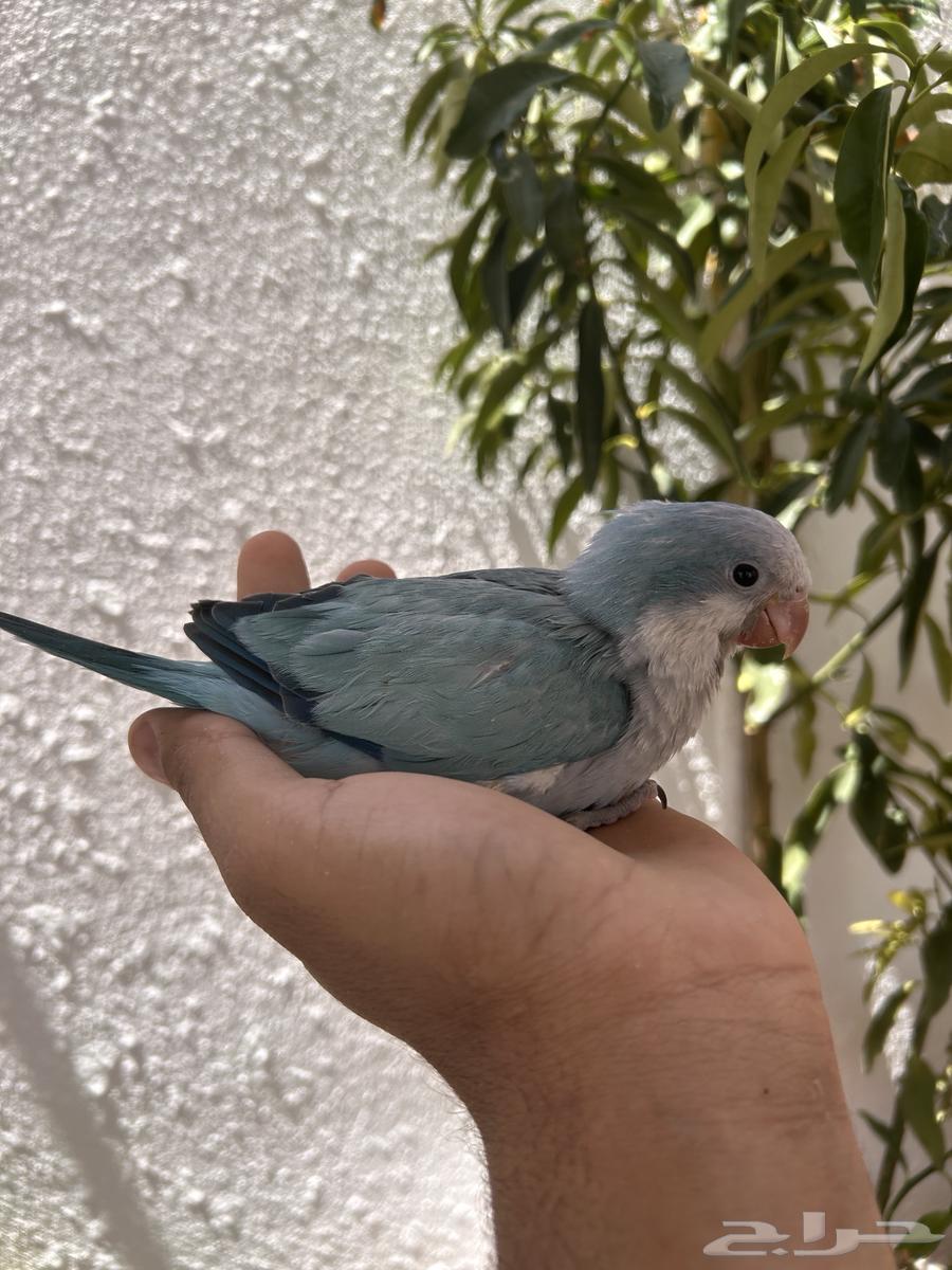 للبيع فرخ كويكير رهاب غر و بدايه هدد64468691719811112