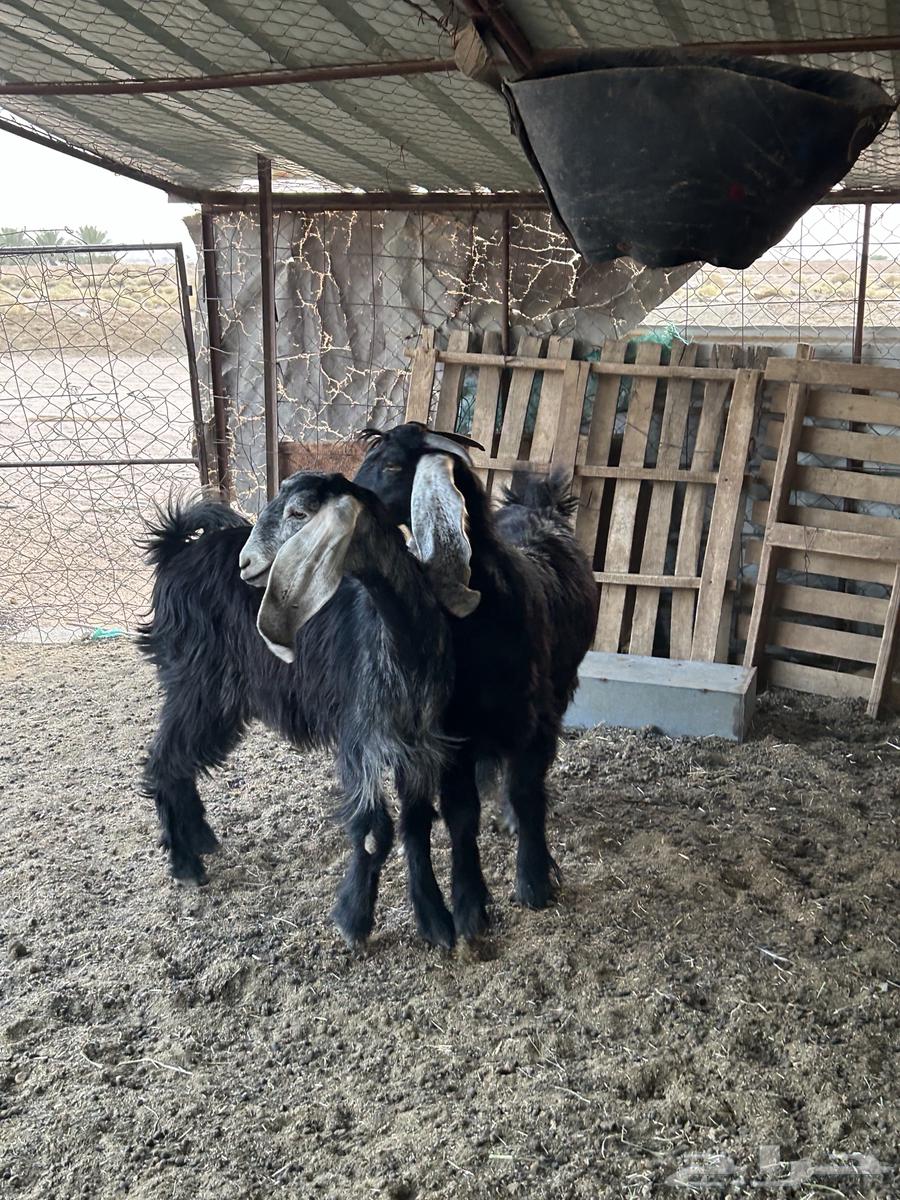 للبيع جفرات طيبه64469515932291114