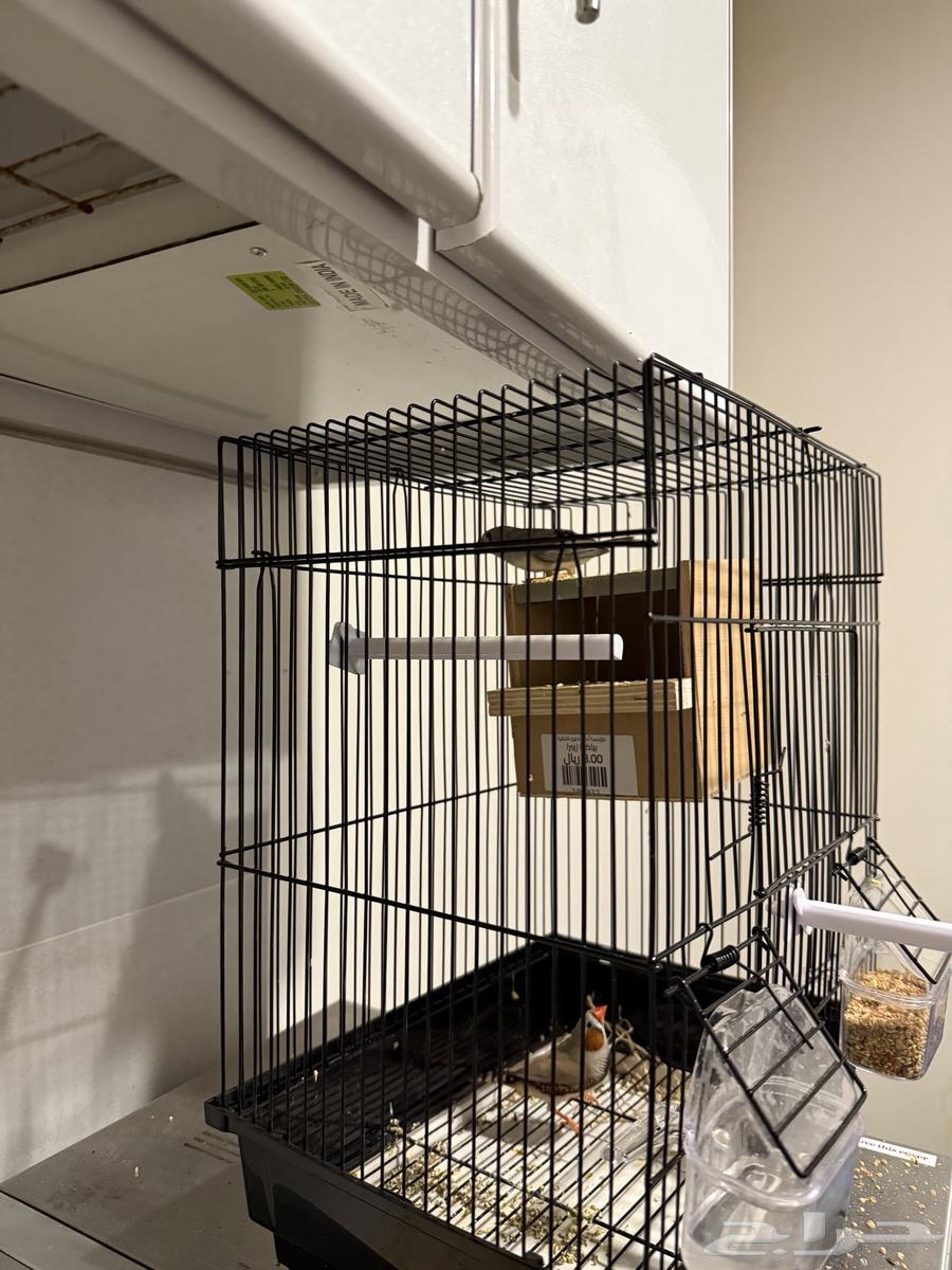 Zebra couple64466684132481110