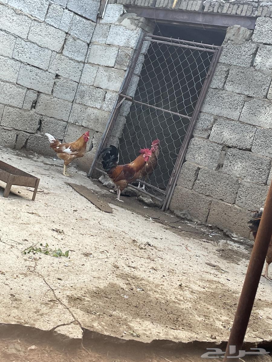 السلام عليكم.. ديوك بلدي 25 ديك64469362563842114