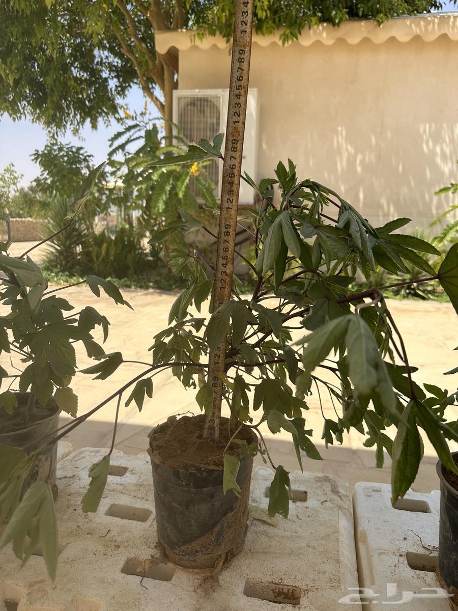 Hibiscus seedlings. (Red hibiscus) Seedling 3 riyals per seedling64466698022658113