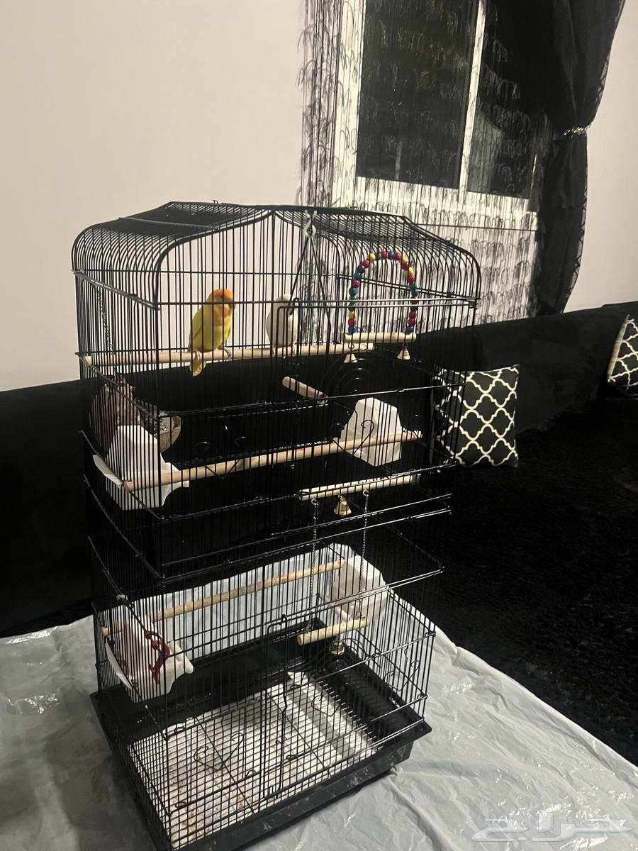 طيور روز للبيع مع القفص64469669457281110