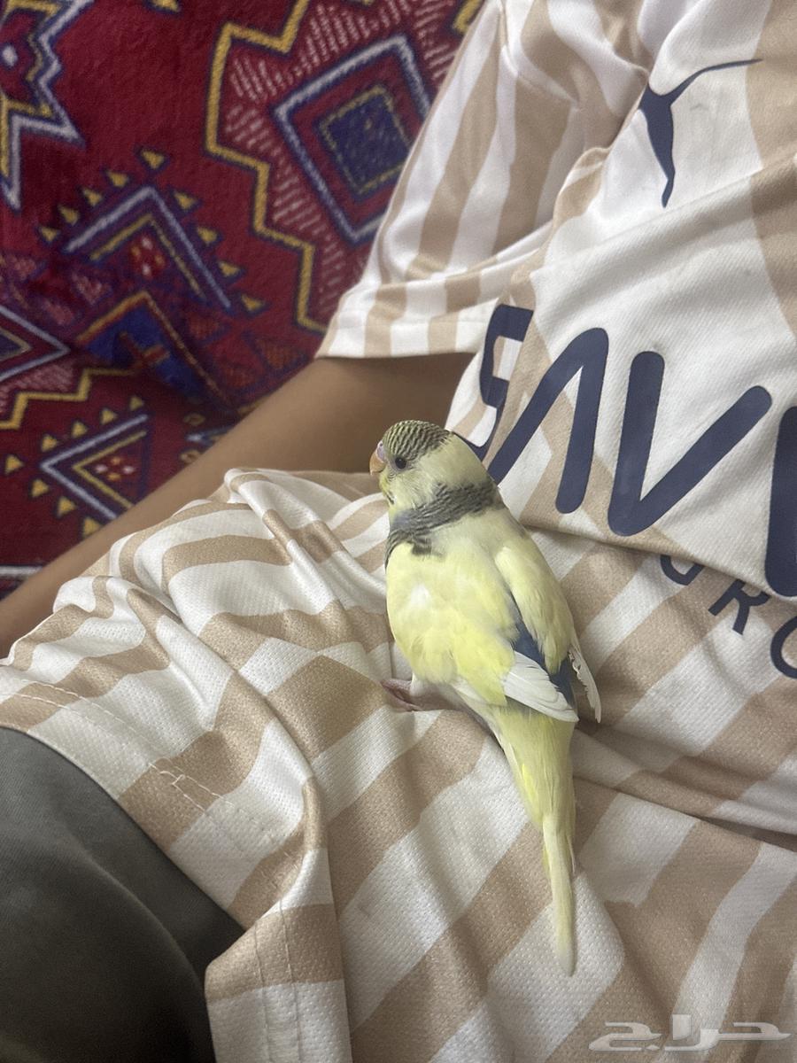 فرخ بادجي ( تم البيع )64470292417154112