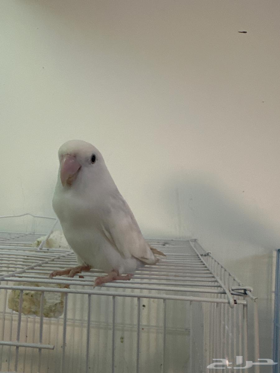 زوج روز64468287824899112