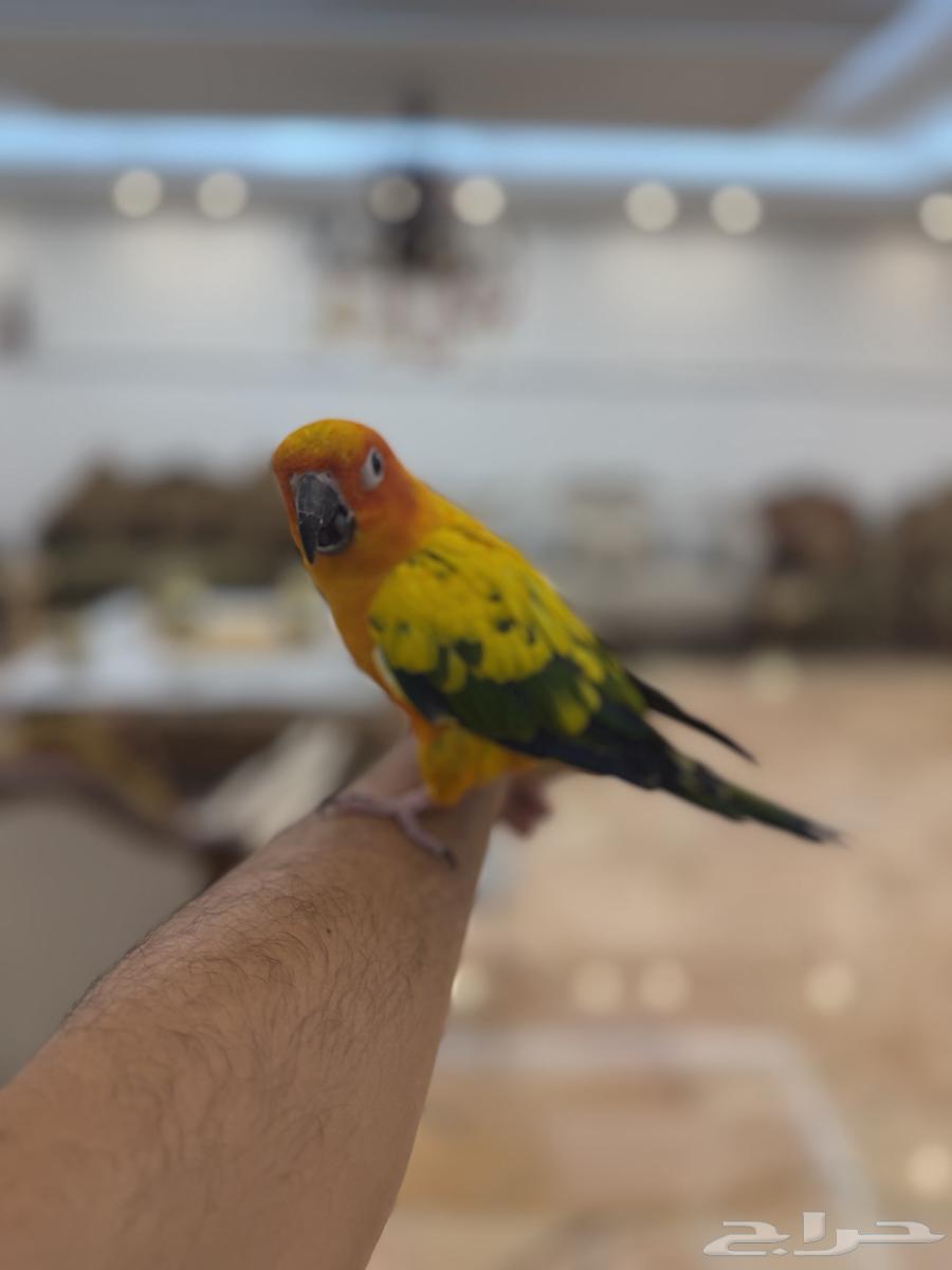 3 Male Sun Conures, One and a Half Years Old, Hand-Feeding with Certificates64467059544963114