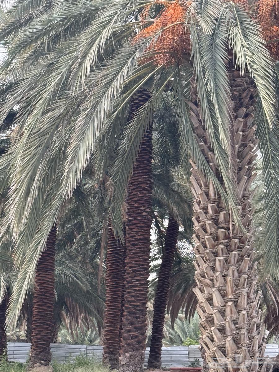 نخل للبيع64468691771650114