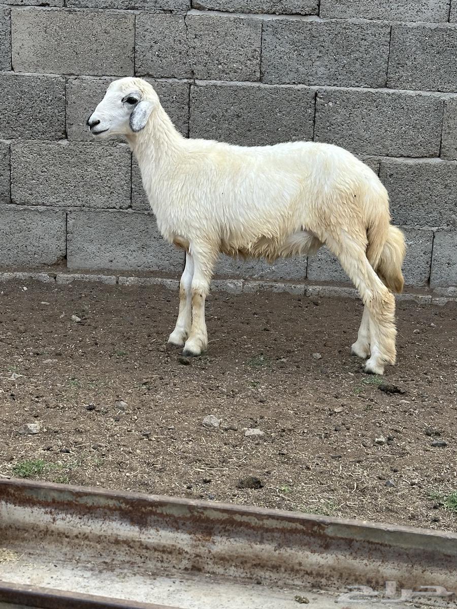 Rakhl64469071329411110