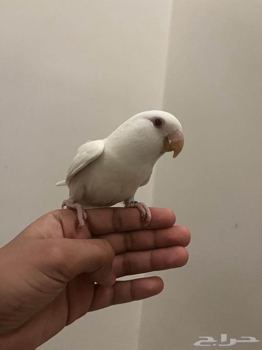 طير روز هدد خارجي داخلي نشبه64469432030849111